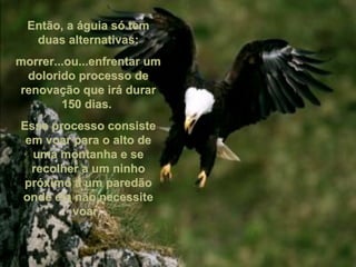 Então, a águia só tem duas alternativas: morrer...ou...enfrentar um dolorido processo de renovação que irá durar 150 dias.  Esse processo consiste em voar para o alto de uma montanha e se recolher a um ninho próximo a um paredão onde ela não necessite voar.  