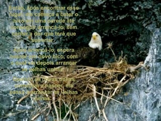 Então, após encontrar esse lugar, ela começa a bater o bico em uma parede até conseguir arrancá-lo, sem contar a dor que terá que suportar.  Após arrancá-lo, espera nascer um novo bico, com o qual vai depois arrancar as velhas unhas.  Quando as novas unhas começam a nascer, ela passa a arrancar as velhas penas.  