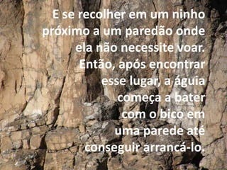 E se recolher em um ninho 
próximo a um paredão onde 
ela não necessite voar. 
Então, após encontrar 
esse lugar, a águia 
começa a bater 
com o bico em 
uma parede até 
conseguir arrancá-lo. 
 