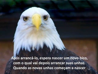 Após arrancá-lo, espera nascer um novo bico, 
com o qual vai depois arrancar suas unhas. 
Quando as novas unhas começam a nascer 
 