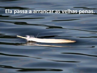 Ela passa a arrancar as velhas penas. 
 