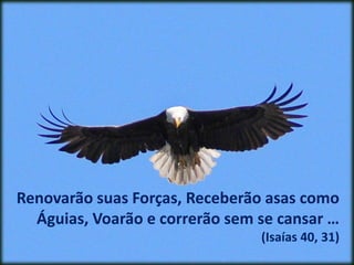 Renovarão suas Forças, Receberão asas como 
Águias, Voarão e correrão sem se cansar … 
(Isaías 40, 31) 
 