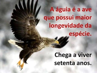 A águia é a ave 
que possui maior 
longevidade da 
espécie. 
Chega a viver 
setenta anos. 
 