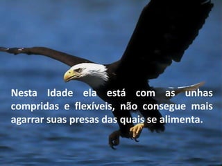 Nesta Idade ela está com as unhas 
compridas e flexíveis, não consegue mais 
agarrar suas presas das quais se alimenta. 
 