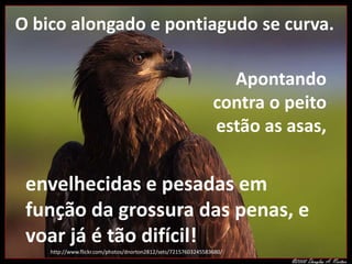 O bico alongado e pontiagudo se curva. 
Apontando 
contra o peito 
estão as asas, 
envelhecidas e pesadas em 
função da grossura das penas, e 
voar já é tão difícil! 
http://www.flickr.com/photos/dnorton2812/sets/72157603245583680/ 
 
