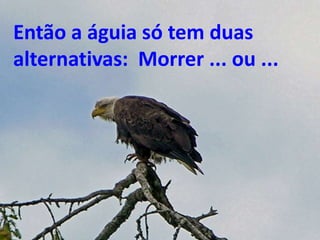 Então a águia só tem duas 
alternativas: Morrer ... ou ... 
 