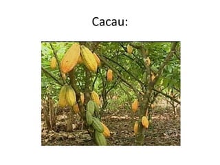 Cacau:
 