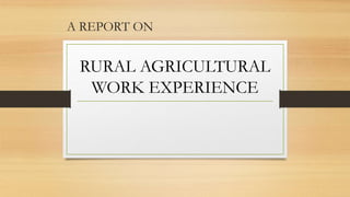 A REPORT ON
RURAL AGRICULTURAL
WORK EXPERIENCE
 