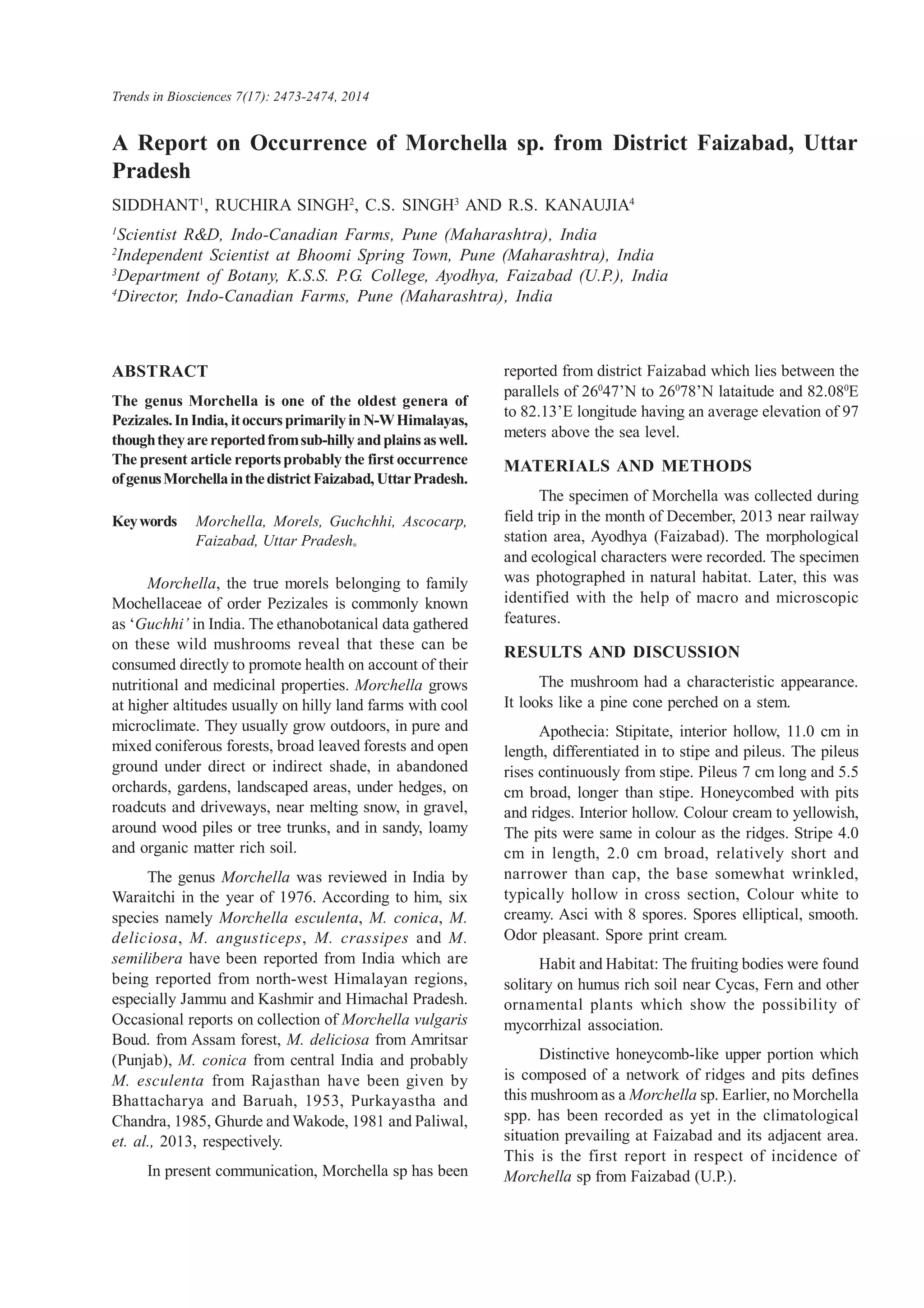 A Report on Occurrence of Morchella sp. from District Faizabad, Uttar
Pradesh
SIDDHANT1
, RUCHIRA SINGH2
, C.S. SINGH3
AND R.S. KANAUJIA4
1
Scientist R&D, Indo-Canadian Farms, Pune (Maharashtra), India
2
Independent Scientist at Bhoomi Spring Town, Pune (Maharashtra), India
3
Department of Botany, K.S.S. P.G. College, Ayodhya, Faizabad (U.P.), India
4
Director, Indo-Canadian Farms, Pune (Maharashtra), India
ABSTRACT
The genus Morchella is one of the oldest genera of
Pezizales.InIndia, itoccursprimarilyin N-WHimalayas,
thoughtheyare reportedfromsub-hillyandplainsaswell.
The present article reportsprobably the first occurrence
ofgenusMorchellainthedistrictFaizabad, UttarPradesh.
Keywords Morchella, Morels, Guchchhi, Ascocarp,
Faizabad, Uttar Pradesh
Morchella, the true morels belonging to family
Mochellaceae of order Pezizales is commonly known
as ‘Guchhi’ in India. The ethanobotanical data gathered
on these wild mushrooms reveal that these can be
consumed directly to promote health on account of their
nutritional and medicinal properties. Morchella grows
at higher altitudes usually on hilly land farms with cool
microclimate. They usually grow outdoors, in pure and
mixed coniferous forests, broad leaved forests and open
ground under direct or indirect shade, in abandoned
orchards, gardens, landscaped areas, under hedges, on
roadcuts and driveways, near melting snow, in gravel,
around wood piles or tree trunks, and in sandy, loamy
and organic matter rich soil.
The genus Morchella was reviewed in India by
Waraitchi in the year of 1976. According to him, six
species namely Morchella esculenta, M. conica, M.
deliciosa, M. angusticeps, M. crassipes and M.
semilibera have been reported from India which are
being reported from north-west Himalayan regions,
especially Jammu and Kashmir and Himachal Pradesh.
Occasional reports on collection of Morchella vulgaris
Boud. from Assam forest, M. deliciosa from Amritsar
(Punjab), M. conica from central India and probably
M. esculenta from Rajasthan have been given by
Bhattacharya and Baruah, 1953, Purkayastha and
Chandra, 1985, Ghurde and Wakode, 1981 and Paliwal,
et. al., 2013, respectively.
In present communication, Morchella sp has been
reported from district Faizabad which lies between the
parallels of 260
47’N to 260
78’N lataitude and 82.080
E
to 82.13’E longitude having an average elevation of 97
meters above the sea level.
MATERIALS AND METHODS
The specimen of Morchella was collected during
field trip in the month of December, 2013 near railway
station area, Ayodhya (Faizabad). The morphological
and ecological characters were recorded. The specimen
was photographed in natural habitat. Later, this was
identified with the help of macro and microscopic
features.
RESULTS AND DISCUSSION
The mushroom had a characteristic appearance.
It looks like a pine cone perched on a stem.
Apothecia: Stipitate, interior hollow, 11.0 cm in
length, differentiated in to stipe and pileus. The pileus
rises continuously from stipe. Pileus 7 cm long and 5.5
cm broad, longer than stipe. Honeycombed with pits
and ridges. Interior hollow. Colour cream to yellowish,
The pits were same in colour as the ridges. Stripe 4.0
cm in length, 2.0 cm broad, relatively short and
narrower than cap, the base somewhat wrinkled,
typically hollow in cross section, Colour white to
creamy. Asci with 8 spores. Spores elliptical, smooth.
Odor pleasant. Spore print cream.
Habit and Habitat: The fruiting bodies were found
solitary on humus rich soil near Cycas, Fern and other
ornamental plants which show the possibility of
mycorrhizal association.
Distinctive honeycomb-like upper portion which
is composed of a network of ridges and pits defines
this mushroom as a Morchella sp. Earlier, no Morchella
spp. has been recorded as yet in the climatological
situation prevailing at Faizabad and its adjacent area.
This is the first report in respect of incidence of
Morchella sp from Faizabad (U.P.).
Trends in Biosciences 7(17): 2473-2474, 2014
 