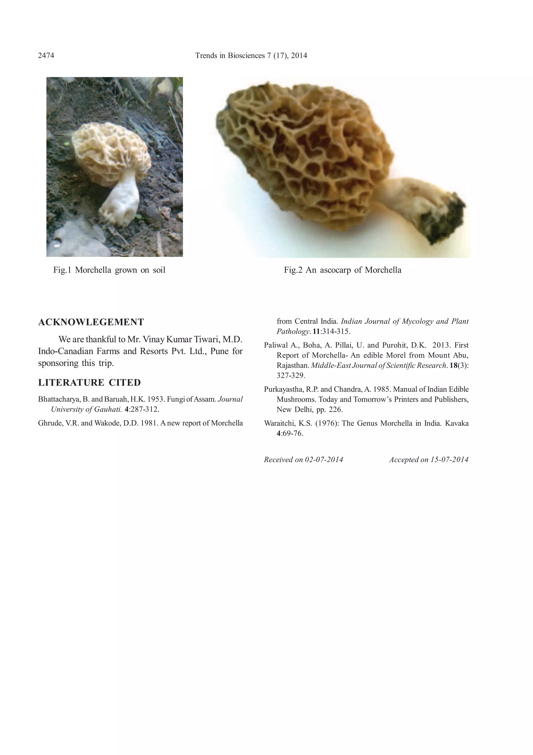 2474 Trends in Biosciences 7 (17), 2014
ACKNOWLEGEMENT
We are thankful to Mr. Vinay Kumar Tiwari, M.D.
Indo-Canadian Farms and Resorts Pvt. Ltd., Pune for
sponsoring this trip.
LITERATURE CITED
Bhattacharya, B. andBaruah, H.K. 1953. FungiofAssam. Journal
University of Gauhati. 4:287-312.
Ghrude, V.R. and Wakode, D.D. 1981. Anew report of Morchella
Fig.2 An ascocarp of MorchellaFig.1 Morchella grown on soil
from Central India. Indian Journal of Mycology and Plant
Pathology. 11:314-315.
Paliwal A., Boha, A. Pillai, U. and Purohit, D.K. 2013. First
Report of Morchella- An edible Morel from Mount Abu,
Rajasthan. Middle-East Journal of Scientific Research. 18(3):
327-329.
Purkayastha, R.P. and Chandra, A. 1985. Manual of Indian Edible
Mushrooms. Today and Tomorrow’s Printers and Publishers,
New Delhi, pp. 226.
Waraitchi, K.S. (1976): The Genus Morchella in India. Kavaka
4:69-76.
Received on 02-07-2014 Accepted on 15-07-2014
 