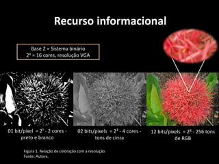 Recurso informacional

           Base 2 = Sistema binário
         24 = 16 cores, resolução VGA




01 bit/pixel = 2¹ - 2 cores -        02 bits/pixels = 2² - 4 cores -   12 bits/pixels = 28 - 256 tons
      preto e branco                         tons de cinza                        de RGB

       Figura 1. Relação de coloração com a resolução
       Fonte: Autora.
 