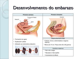 Desenvolvemento do embarazo
               Primeira semana                         Primeiro trimestre

                        Trompa de Falopio                               Embrión

  Nidación

                              Útero




                                                        Desenvolvemento fetal
• Formación do cigoto
                                            • Cabeza, tronco, extremidades e órganos
• Duplicación celular
                                              internos
• Adhesión ao endometrio (nidación)
                                            • Menos de 10 cm. Pesa entre 50 e 80 gramos

                                                          Cambios maternos
                                             • Non vén a regra
                                             • Náuseas e máis apetito
                                             • Incremento do olfacto
 