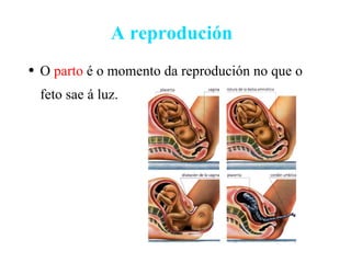 A reprodución O  parto  é o momento da reprodución no que o feto sae á luz.  