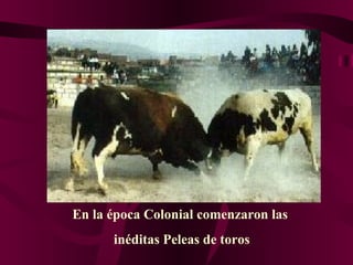 En la época Colonial comenzaron las  inéditas Peleas de toros 