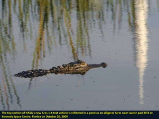 The top section of NASA's new Ares 1-X test vehicle is reflected in a pond as an alligator lurks near launch pad 39-B at Kennedy Space Centre, Florida on October 26, 2009 