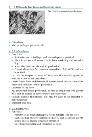 n Osteoclasts
n Marrow with pluripotential cells
1.1.2.3.1 Osteoblasts
n Functions
± Synthesise matrix (collagen and non-collagenous proteins)
± Work in unison with osteoclasts in bone modelling and remodel-
ling
± Mineralise bone (matrix vesicles production)
± Control electrolyte flux between extracellular fluid (ECF) and the
bone fluid
[act via the receptor activator of NFjB (RANK)/RANK-L system to
exert its action on the osteoclasts]
n Origin likely from undifferentiated mesenchymal cells in connective
tissue and cambium layer of periosteum
n Locations in the bone
e.g. endosteum, under periosteum, at ends of long bones with growth
plate and on surface of newly formed trabecular bone
n Contain alkaline phosphatase that may be used as an indicator of
bone formation
n Transient cells only
1.1.2.3.2 Osteocytes
n Functions
± Possibly act as mechanoreceptor, via its multiple long processes
± Cyclic loading releases chemical mediators, such as insulin growth
factors (IGFs), causing osteoblast formation
± Coordinate formation and resorption of bone
8 1 Orthopaedic Basic Science and Commmon Injuries
Fig. 1.1. Cross-section of lamellar bone
 