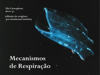 Mecanismos
de Respiração
Filo Ctenophora
Beroe sp.
(difusão do oxigênio
por membranas úmidas)
 