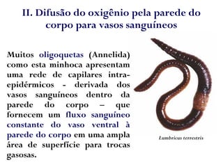 Muitos oligoquetas (Annelida)
como esta minhoca apresentam
uma rede de capilares intra-
epidérmicos - derivada dos
vasos sanguíneos dentro da
parede do corpo – que
fornecem um fluxo sanguíneo
constante do vaso ventral à
parede do corpo em uma ampla
área de superfície para trocas
gasosas.
Lumbricus terrestris
II. Difusão do oxigênio pela parede do
corpo para vasos sanguíneos
 