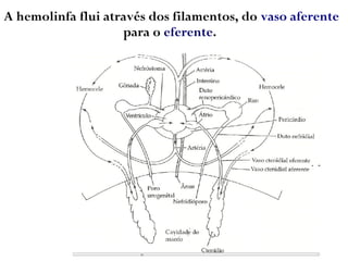 A hemolinfa flui através dos filamentos, do vaso aferente
para o eferente.
 