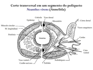 Corte transversal em um segmento do poliqueto
Neanthes virens (Annelida)
 