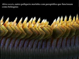 '
Alitta nereis, outro poliqueto marinho com parapódios que funcionam
como brânquias
 