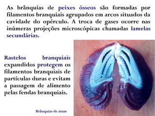 As brânquias de peixes ósseos são formadas por
filamentos branquiais agrupados em arcos situados da
cavidade do opérculo. A troca de gases ocorre nas
inúmeras projeções microscópicas chamadas lamelas
secundárias.
Brânquias de atum
Rastelos branquiais
expandidos protegem os
filamentos branquiais de
partículas duras e evitam
a passagem de alimento
pelas fendas branquiais.
 