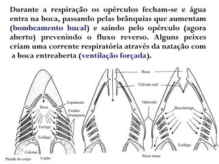 Durante a respiração os opérculos fecham-se e água
entra na boca, passando pelas brânquias que aumentam
(bombeamento bucal) e saindo pelo opérculo (agora
aberto) prevenindo o fluxo reverso. Alguns peixes
criam uma corrente respiratória através da natação com
a boca entreaberta (ventilação forçada).
 