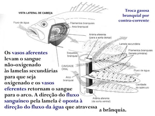 Os vasos aferentes
levam o sangue
não-oxigenado
às lamelas secundárias
para que seja
oxigenado e os vasos
eferentes retornam o sangue
para o arco. A direção do fluxo
sanguíneo pela lamela é oposta à
direção do fluxo da água que atravessa
a brânquia.
Troca gasosa
branquial por
contra-corrente
 