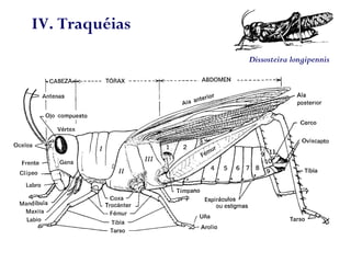 IV. Traquéias
Dissosteira longipennis
 