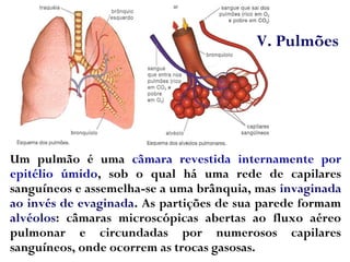 Um pulmão é uma câmara revestida internamente por
epitélio úmido, sob o qual há uma rede de capilares
sanguíneos e assemelha-se a uma brânquia, mas invaginada
ao invés de evaginada. As partições de sua parede formam
alvéolos: câmaras microscópicas abertas ao fluxo aéreo
pulmonar e circundadas por numerosos capilares
sanguíneos, onde ocorrem as trocas gasosas.
V. Pulmões
 
