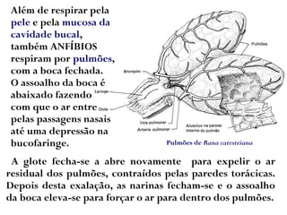 A glote fecha-se a abre novamente para expelir o ar
residual dos pulmões, contraídos pelas paredes torácicas.
Depois desta exalação, as narinas fecham-se e o assoalho
da boca eleva-se para forçar o ar para dentro dos pulmões.
Além de respirar pela
pele e pela mucosa da
cavidade bucal,
também ANFÍBIOS
respiram por pulmões,
com a boca fechada.
O assoalho da boca é
abaixado fazendo
com que o ar entre
pelas passagens nasais
até uma depressão na
bucofaringe. Pulmões de Rana catesteiana
 