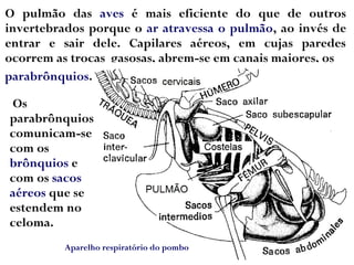 O pulmão das aves é mais eficiente do que de outros
invertebrados porque o ar atravessa o pulmão, ao invés de
entrar e sair dele. Capilares aéreos, em cujas paredes
ocorrem as trocas gasosas, abrem-se em canais maiores, os
Os
parabrônquios
comunicam-se
com os
brônquios e
com os sacos
aéreos que se
estendem no
celoma.
parabrônquios.
Aparelho respiratório do pombo
 