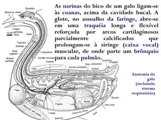 As narinas do bico de um galo ligam-se
às coanas, acima da cavidade bucal. A
glote, no assoalho da faringe, abre-se
em uma traquéia longa e flexível
reforçada por arcos cartilaginosos
parcialmente calcificados que
prolongam-se à siringe (caixa vocal)
muscular, de onde parte um brônquio
para cada pulmão.
Anatomia do
galo
(incluindo
sistema
respiratório)
 