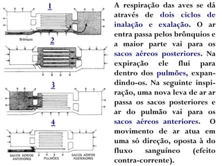 A respiração das aves se dá
através de dois ciclos de
inalação e exalação. O ar
entra passa pelos brônquios e
a maior parte vai para os
sacos aéreos posteriores. Na
expiração ele flui para
dentro dos pulmões, expan-
dindo-os. Na seguinte inspi-
ração, uma nova leva de ar ar
passa os sacos posteriores e
ar do pulmão vai para os
sacos aéreos anteriores. O
movimento de ar atua em
uma só direção, oposta à do
fluxo sanguíneo (efeito
contra-corrente).
1
2
3
4
 