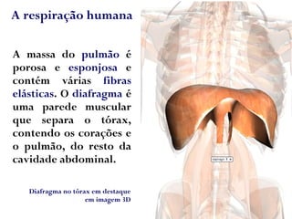 A respiração humana
A massa do pulmão é
porosa e esponjosa e
contém várias fibras
elásticas. O diafragma é
uma parede muscular
que separa o tórax,
contendo os corações e
o pulmão, do resto da
cavidade abdominal.
Diafragma no tórax em destaque
em imagem 3D
 