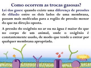Como ocorrem as trocas gasosas?
Lei dos gases: quando existe uma diferença de pressões
de difusão entre os dois lados de uma membrana,
passam mais moléculas para a região de pressão menor
do que na direção oposta.
A pressão do oxigênio no ar ou na água é maior do que
no corpo de um animal, onde o oxigênio é
constantemente usado, de modo que tende a entrar por
qualquer membrana apropriada.
 