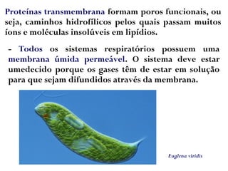 Proteínas transmembrana formam poros funcionais, ou
seja, caminhos hidrofílicos pelos quais passam muitos
íons e moléculas insolúveis em lipídios.
- Todos os sistemas respiratórios possuem uma
membrana úmida permeável. O sistema deve estar
umedecido porque os gases têm de estar em solução
para que sejam difundidos através da membrana.
Euglena viridis
 