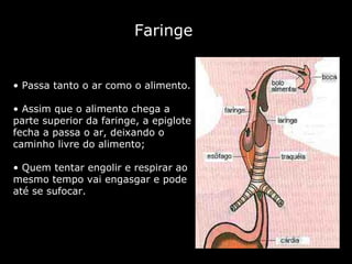 Faringe Passa tanto o ar como o alimento.  Assim que o alimento chega a parte superior da faringe, a epiglote fecha a passa o ar, deixando o caminho livre do alimento; Quem tentar engolir e respirar ao mesmo tempo vai engasgar e pode até se sufocar. 