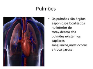 Pulmões  Os pulmões são órgãos esponjosos localizados no interior do tórax.dentro dos pulmões existem os capilares sanguíneos,onde ocorre a troca gasosa.  