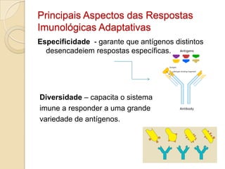 Principais Aspectos das Respostas
Imunológicas Adaptativas
Especificidade - garante que antígenos distintos
  desencadeiem respostas específicas.




Diversidade – capacita o sistema
imune a responder a uma grande
variedade de antígenos.
 