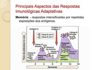 Principais Aspectos das Respostas
Imunológicas Adaptativas
Memória - respostas intensificadas por repetidas
  exposições aos antígenos.
 