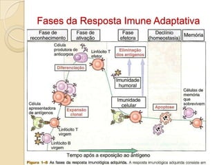 Fases da Resposta Imune Adaptativa
 