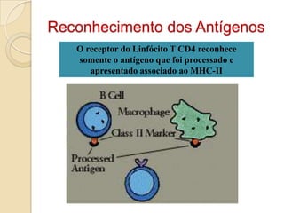 Reconhecimento dos Antígenos
   O receptor do Linfócito T CD4 reconhece
   somente o antígeno que foi processado e
      apresentado associado ao MHC-II
 