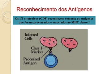 Reconhecimento dos Antígenos
Os LT citotóxicos (CD8) reconhecem somente os antígenos
  que foram processados e associados ao MHC classe I
 