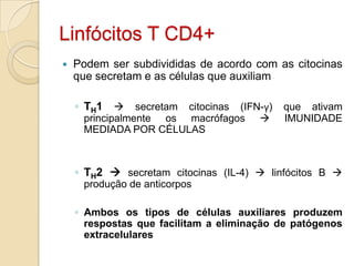 Linfócitos T CD4+
   Podem ser subdivididas de acordo com as citocinas
    que secretam e as células que auxiliam

    ◦ TH1  secretam citocinas (IFN-γ) que ativam
     principalmente os macrófagos         IMUNIDADE
     MEDIADA POR CÉLULAS



    ◦ TH2  secretam citocinas (IL-4)  linfócitos B 
     produção de anticorpos

    ◦ Ambos os tipos de células auxiliares produzem
      respostas que facilitam a eliminação de patógenos
      extracelulares
 