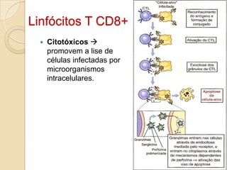Linfócitos T CD8+
     Citotóxicos 
      promovem a lise de
      células infectadas por
      microorganismos
      intracelulares.
 