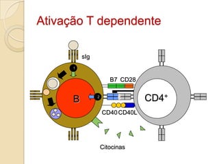Ativação T dependente

          sIg
      1


                       B7 CD28


      B         2
                                 CD4+
                    CD40 CD40L




                    Citocinas
 