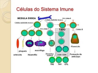 Células do Sistema Imune
 