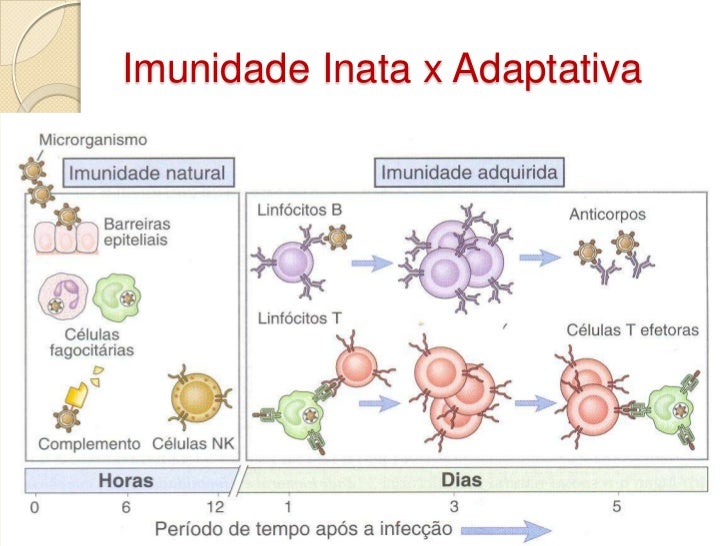 Resposta imune celular da fases