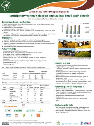 Pictures
Achievements
• Food barley cultivar HB1307 widely adapted
• Malt barley cultivars Bekoji 1 widely and Sabini for belg season adapted
• Bread wheat cultivars showed narrow adaptations
• Durum Wheat cultivar Utuba widely adapted
• About 3 tons of basic seed of improved varieties of barley and wheat
multiplied
• Farmers selected improved crop technologies led to narrowing grain and
biomass yield gaps, (Fig. 1)
• Field days organized
Participatory variety selection and scaling: Small grain cereals
Background and Justification
• Wheat-based system was becoming unstainable due to poor soil fertility, diseases and weeds
• High yield gap (64%) for cereals
• Low adoption rate (10%) for barley
• Low area coverage by improved cereal varieties (~37%)
• Weak seed production and delivery system to scale improved barley and durum wheat
cultivars
• Introduction of high yielding and disease resistant barely (malt and food) and durum wheat
can diversify crop production and minimize risks due to diseases on bread wheat
Objectives
• To identify high yielding and farmer preferred varieties for future scaling out.
• To develop farmers on decentralized seed production and knowledge transfer system.
• To identify innovative cropping systems combining high yield and minimum negative impact
on the environment.
• To build the capacity of farmers and extension partners.
Scaling out to date
• Sixty smallholder farmers have taken part in scaling improved
varieties of barley and wheat varieties (Table 1 and 2)
• A total of 74 ha covered with improved varieties of barley and
wheat (Table 1 and 2)
Lessons learned
• Crop diversification ensures sustainable production (stress
mitigation & income generation)
• Conducting adaptation trial (PVS) speed up acquisition of new
technologies.
• Working in partnership enhances technology promotion
• Participatory research is the gate way to technology
dissemination
• Appropriate and farmers preferred technologies speeds up
adoption and scaling
• Small scale irrigation agriculture has future in Bale zone
• Multiplication of one variety per village maintains genetic purity
• Improved seed availability triggers variety dissemination
Table 1. Scaling of food barely and durum wheat in Sinana, 2015/16 cropping season
Crop Variety Quantity (q)
Farmers
(Number) Area (ha)
Expected
yield (q)
Food barley HB1307 2.61 8 2 60
Abdene 1.81 8 2 60
Durum wheat Utuba 4 11 2.75 110
Table 2. Durum wheat cv. Utuba scaling in Sinana, in 2016 cropping season
District Village
Quantity
(q)
Number
of Farmer Area (ha)
Expected Seed
yield (q)
Sinana Selka 46 13 30.5 1220
IluSanbitu 29 16 19.5 780
Shallo 4 1 2.5 100
Hawusho 10 1 6.5 260
KebiraTamoslem
ena 10 1 6.5 260
Goro Mliyu Burka 2 1 1.5 60
Total 101 33 67 2680
Fig 1. Gain yield gap.A
0
1
2
3
4
5
6
7
Bread
wheat
Durum
wheat
Food
barley
Malt
barley
National
Improved( PVS
selected)
Potential
Crop
Grainyield(t/ha)
Fig. 2. Male participants on PVS (A) Female participants on PVS (B), Malt barley PVS
trial field day participants (C), and Durum wheat PVS trial field day participants (D),
A B
C D
Africa RISING in the Ethiopian Highlands
Seid Ahmed, Negussie Tadesse and Yetsedaw Aynewa
Potential partners for phase II
• Government extension offices
• Industry ( Meta Abo Brewery S.C., (Diageo Company), Kality Food
Factory PLC, Dashen Brewery, Raya Brewery, Assela Malt Factory,
Gondar Malt factory, Global Malt PLC
• Seed producers and marketing cooperatives unions
• Seed enterprises
• Ethio-Italy cooperation durum wheat value chain project
• NARS
Core partners
This poster is copyrighted by the International Livestock Research Institute (ILRI). It is licensed for
use under the Creative Commons Attribution 4.0 International Licence. November 2016
We thank farmers and local partners in Africa RISING sites for their support
 
